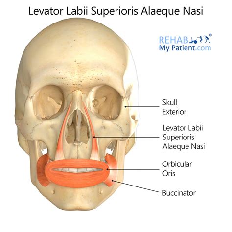 Levator Labii Superioris Alaeque Nasi Muscle