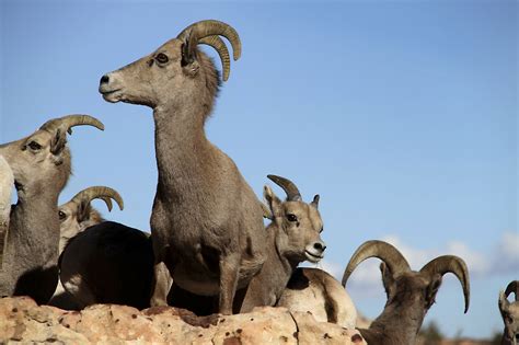 Nevada’s state animal: Desert bighorn sheep | Las Vegas Review-Journal