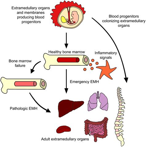 Frontiers | Exploring extramedullary hematopoiesis: unraveling the hematopoietic microenvironments