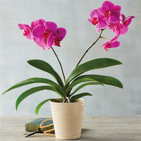 Blooms For Beginners: These Houseplants Basically Take Care of ...