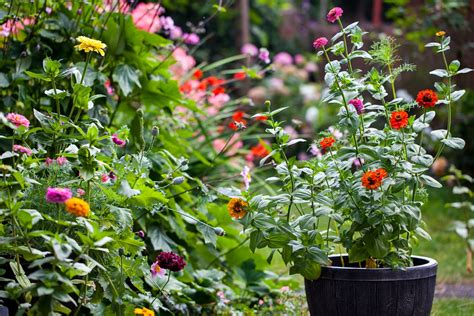 Zinnias Can Be Grown In Pots - But Follow These Cardinal Rules Very ...