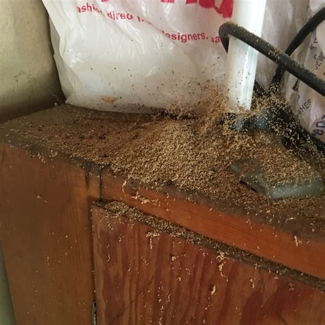 Carpenter Ant Damage: 4 Warning Stages | Adam's Pest Control