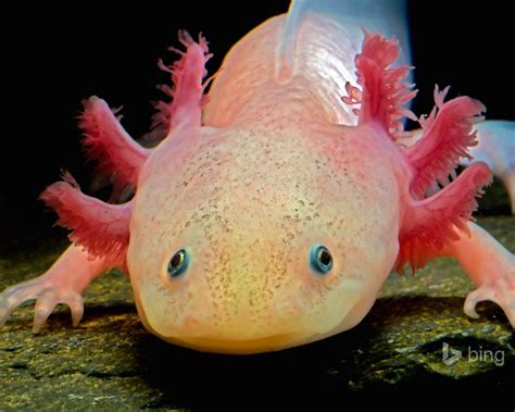 Bing Wallpaper Fish 的图像结果