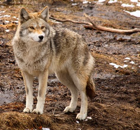 How Long Do Deer Live? - AverageHunter.com