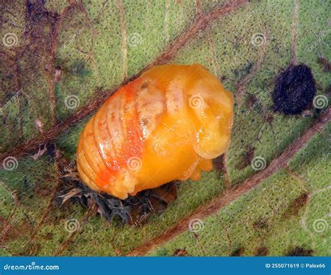 Ladybug Ladybird, Harmonia Axyridis. Pupa Stock Image - Image of beetle ...