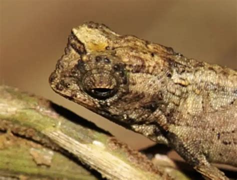 Brookesia Nana Discovered To Have 'Surprisingly' Large Genitals