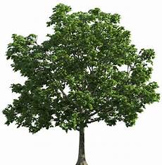 Transparent Background High Resolution Tree Png by Tree Png Image Purepng Free Transparent Cc0 Png Image Transparent Background High Resolution Tree Png