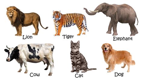 3 animals pictures