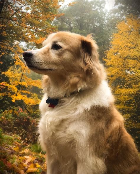 Border Collie Golden Retriever Mix