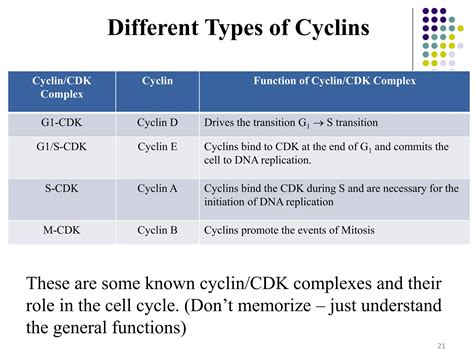 3. Cell Cycle.pptx