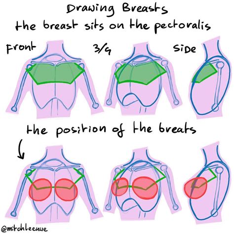 Pin by Ana González on how to draw | Anatomy tutorial, Anatomy drawing ...