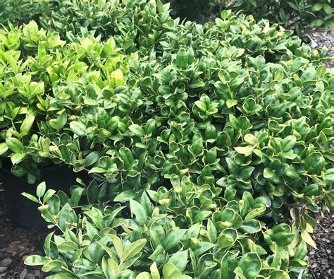 Part Shade Evergreen Shrubs Evergreen Shrubs For Shade Flowering