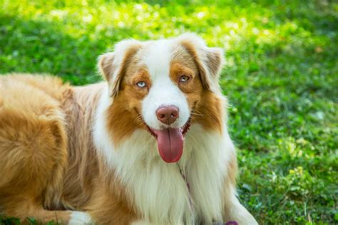 Get to Know the Unique Red Merle Australian Shepherd - K9 Web