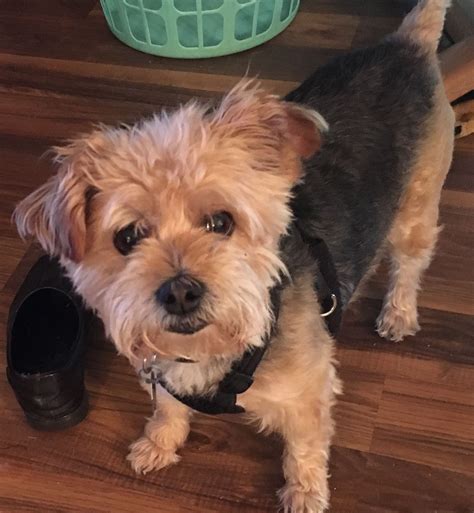 What Is A Yorkie Poodle Mix Called at Dylan Schmella blog