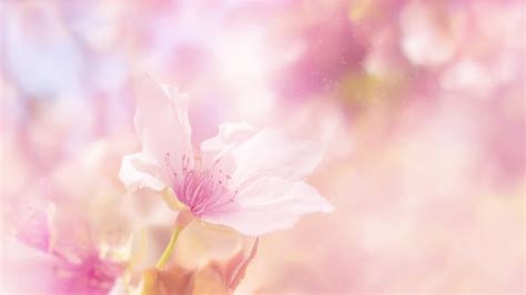 Beautiful floral background in pastel colors with a delicate cherry ...
