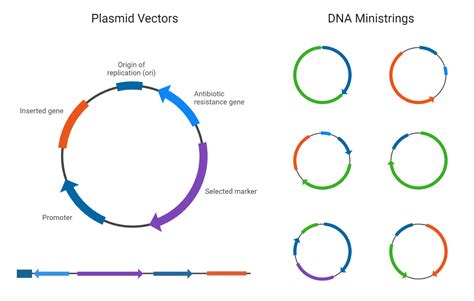 Cloning Vector Examples 的图像结果