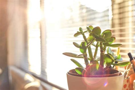 Direct Sunlight 的图像结果