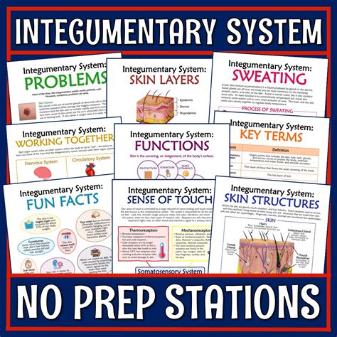 Skin and Integumentary System Stations Activity - Flying Colors Science