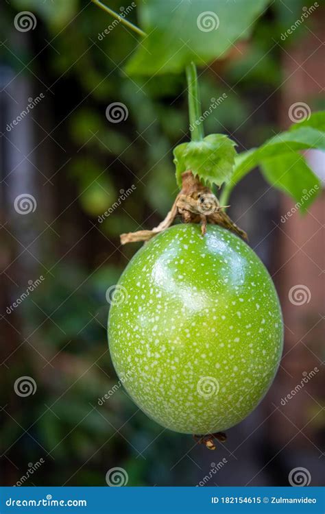 Passionfruit or Passiflora Edulis. Passion Fruit on Tree Stock Image ...