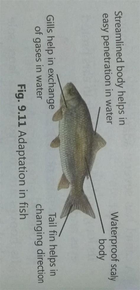 Write the adaptation in animals which help them to survive in the ...