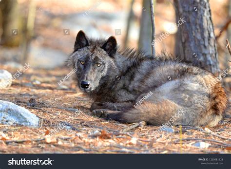 Tundra Wolf Wild Canis Lupus Albus Stock Photo 1230681328 | Shutterstock