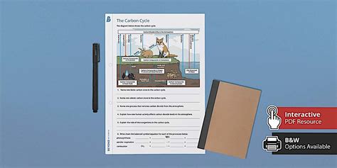 GCSE The Carbon Cycle Worksheet