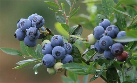 蓝莓大棚花又开 | 农机新闻网