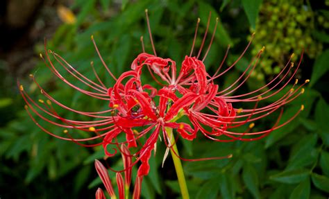 Spider Lily (Lycoris radiata)