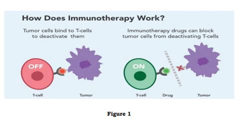 Immunotherapy Cancer Treatment in Nagpur | Immunotherapy Specialist in ...