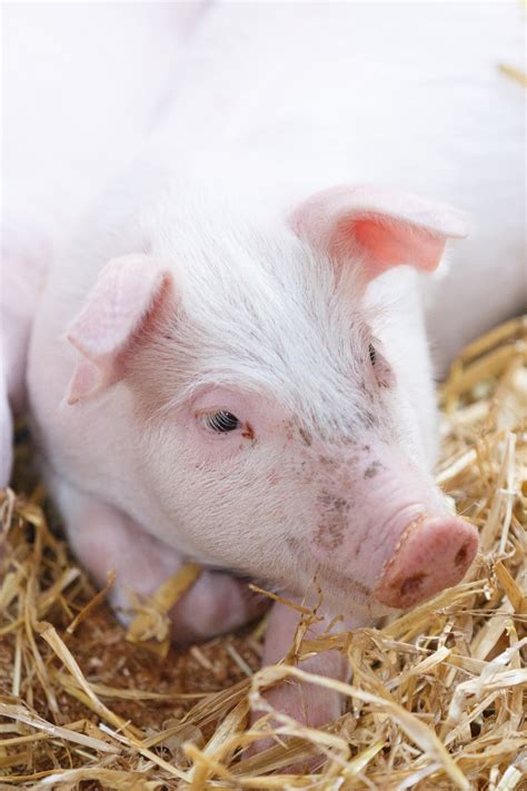 Pig Dogs Training 的图像结果