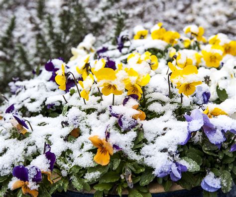 Frost hardy plants: 7 fantastic plants for winter displays | Homes and ...