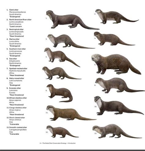 Different Types of Otters Size Comparison Diagram