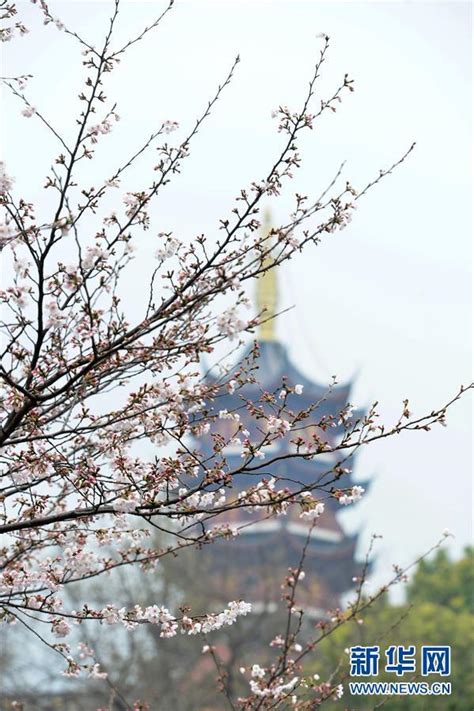 南京鸡鸣寺路千株樱花盛放 市民有序赏花海_新华报业网