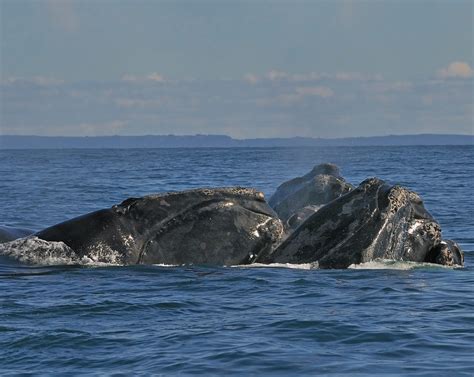 Are Fishing and Boating Regulations Protecting Endangered Whales? | Coastwatch