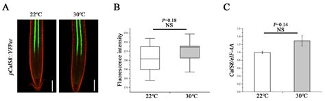 Heat Stress Reduces Root Meristem Size via Induction of Plasmodesmal ...