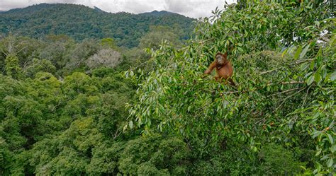 Climbing into the secret world of an ancient Bornean rainforest | National Geographic