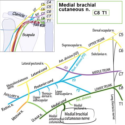 Medial Brachial Cutaneous Nerve