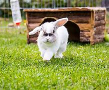 Image result for Bunnies Outside