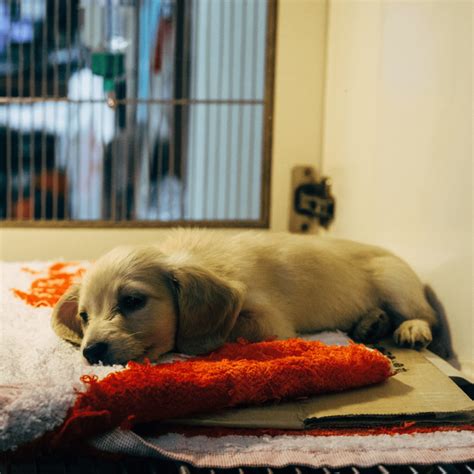Does Kennel Cough Kill Puppies at Charles Dunaway blog - what kills kennel cough on surfaces