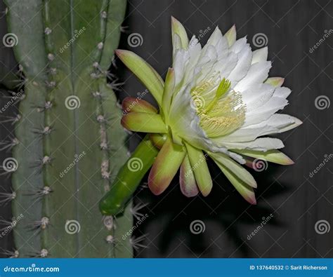 White Night Blooming Cereus Cactus Flower and Plant Stock Photo - Image ...