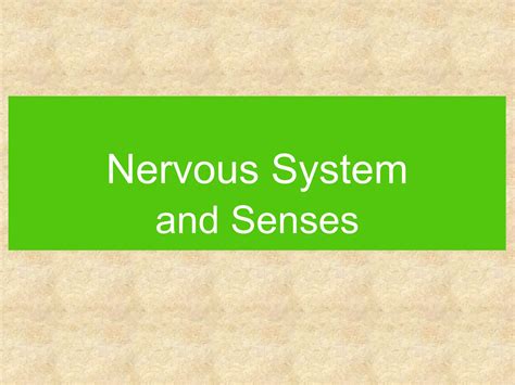 CLASSIFICATION OF NERVOUS SYSTEM & COMPONENTS | PPT
