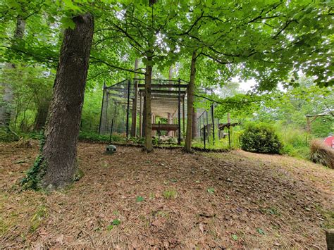 Oglebay Good Zoo - Snow leopard - ZooChat