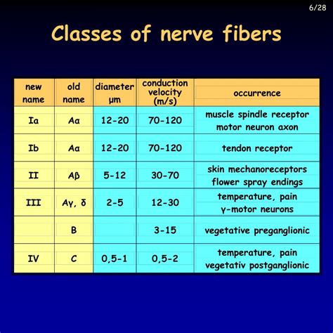 Sensory Nerve Fibers
