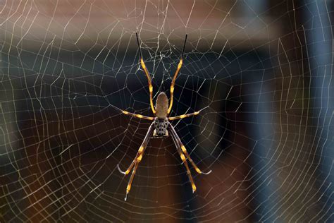 Golden Orb Weaving Spiders - The Australian Museum