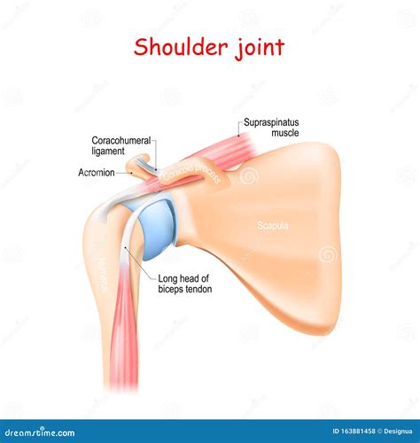 Shoulder Ligaments Anatomy Shoulder Joint Anatomy Stock Vector.