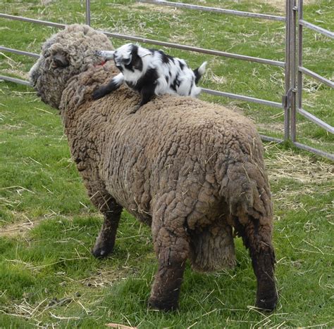 Olde English Baby Doll Miniature Southdown sheep