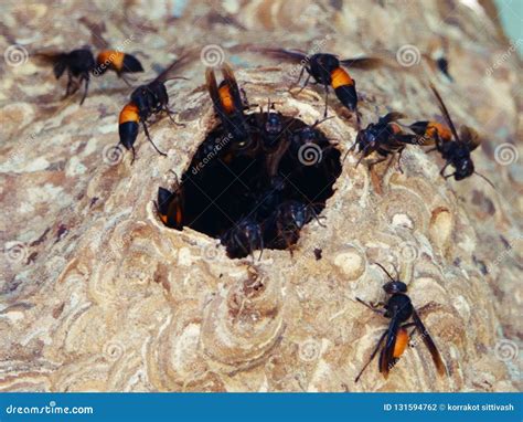 Giant Large Paper Wasp Nest on Tree Stock Photo - Image of wasp ...