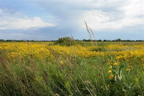 Secrets Of Illinois's Untamed Tallgrass Prairies | TouristSecrets