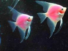 kffisch online kaufen die fische in einem neuen aquarium zisch texte kffisch online kaufen die fische in einem neuen aquarium zisch texte