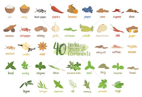 一组40种不同的烹饪草药物种和调味品插画图片下载-正版图片402351953-摄图网